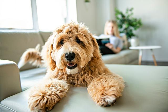 Dog on holiday with owner, sitting in a cosy cottage in Looe