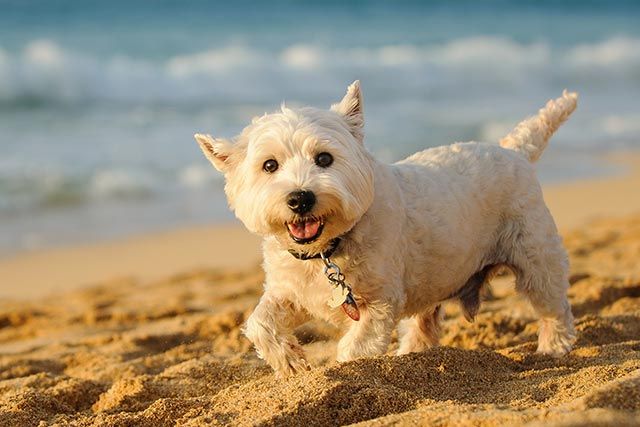 Happy dogs playing on Looe's pet friendly beaches