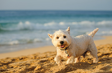 Dog Friendly Holiday Cottages Looe