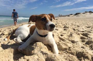 Pet Friendly Holidays Looe